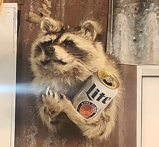 Raccoon taxidermy mount