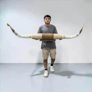6ft Longhorn mount (b28)
