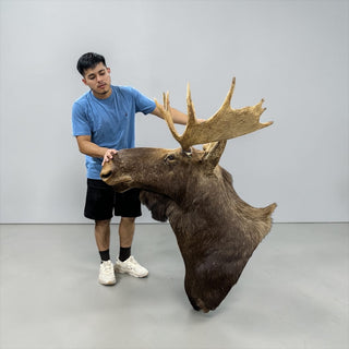14-points shirts moose shoulder mount