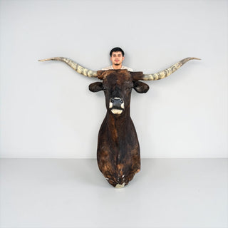 Longhorn shoulder mount