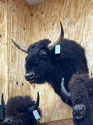 Buffalo shoulder mount