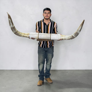 5-6ft rustic Longhorn mount (w04)