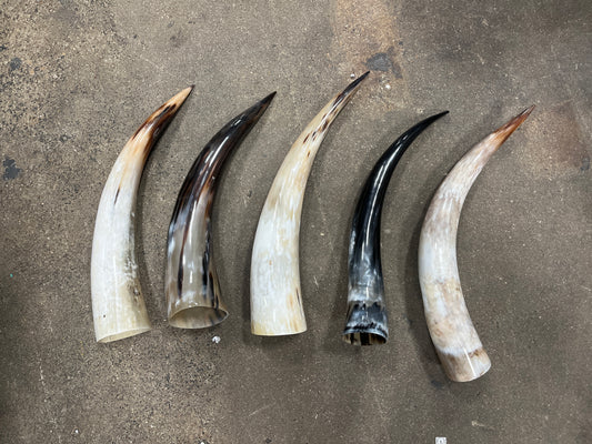 Polished horns available in multiple sizes