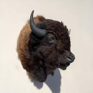 Buffalo shoulder mount