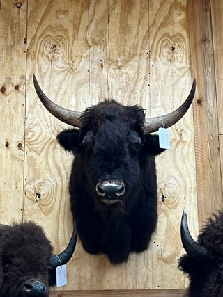 Buffalo shoulder mount