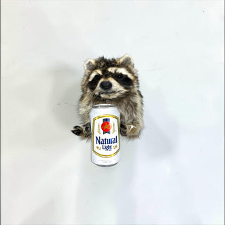 Raccoon taxidermy mount