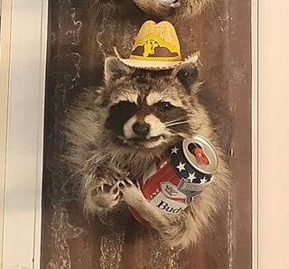 Raccoon taxidermy mount