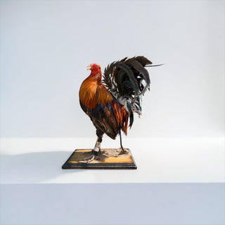 Rooster taxidermy mount