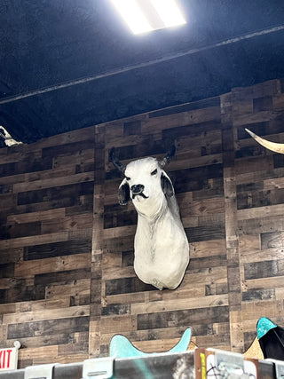 Cow shoulder mount