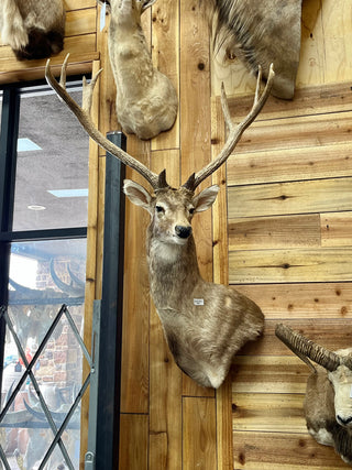 Sambar buck