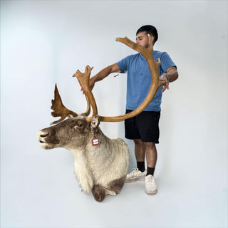 Big 23-point caribou shoulder mount