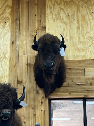 Buffalo shoulder mount