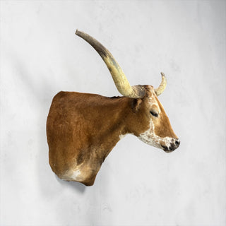 Longhorn shoulder mount
