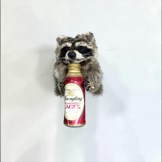 Raccoon taxidermy mount