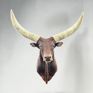 Watusi shoulder mount