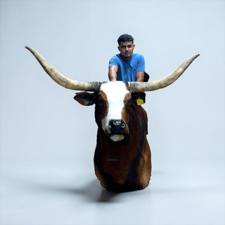 Bull shoulder mount