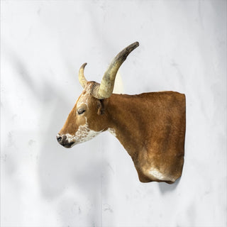 Longhorn shoulder mount