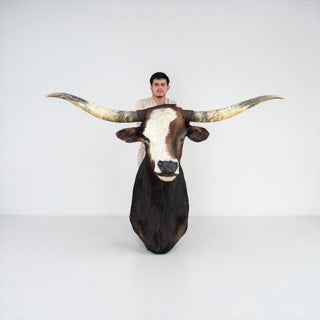 Longhorn shoulder mount
