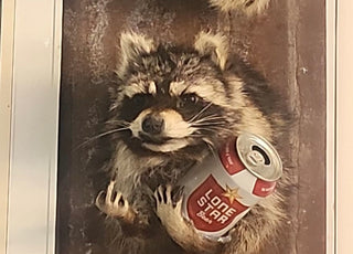 Raccoon taxidermy mount