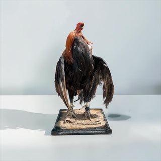 Rooster taxidermy mount