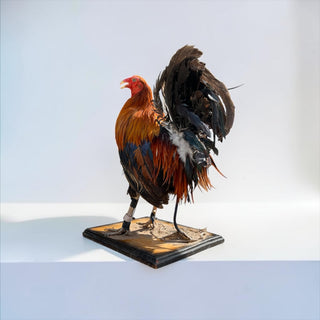 Rooster taxidermy mount