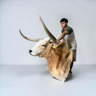Bull shoulder mount
