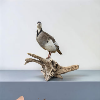 Life-size chukar bird perched on a driftwood base