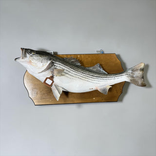 Huge “real skin” 30lb bass fish mount