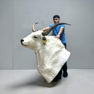 Bull shoulder mount
