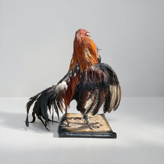Rooster taxidermy mount