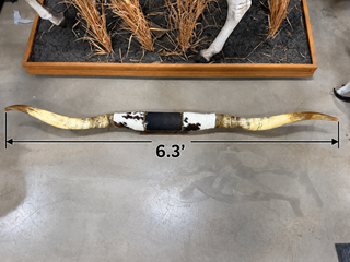 6.3ft Longhorn mount (KK01)