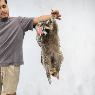 Raccoon mount