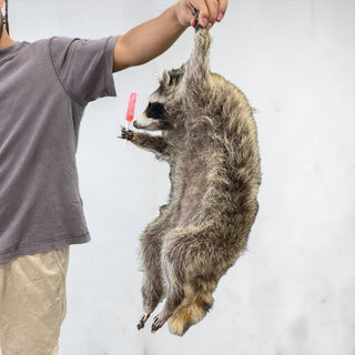 Raccoon mount