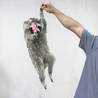 Raccoon mount