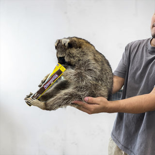 Raccoon mount