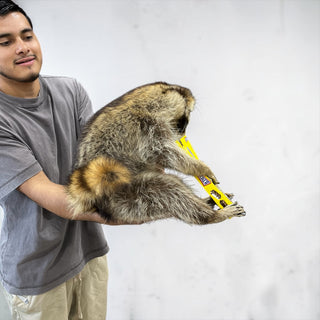 Raccoon mount