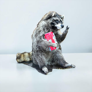 Raccoon mount