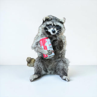 Raccoon mount