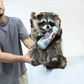 Raccoon mount