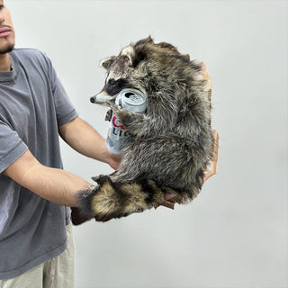 Raccoon mount