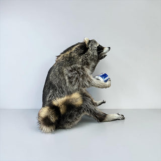 Raccoon mounts