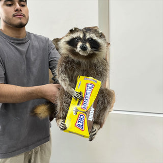 Raccoon mount