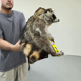 Raccoon mount