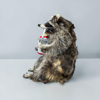 Raccoon mount