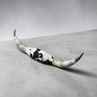 5.7ft Watusi horns mount
