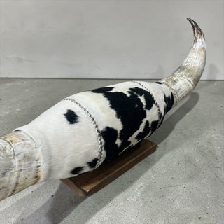 5.7ft Watusi horns mount