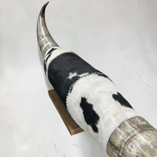 7ft Watusi horns mount