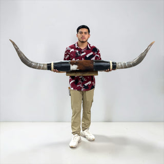 5.9ft Longhorn mount (h10)
