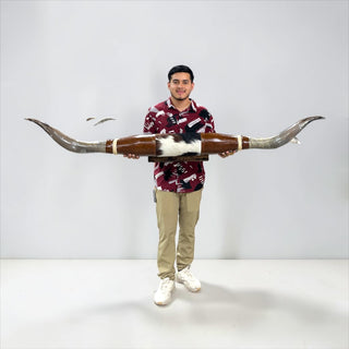 6.2ft Longhorn mount (h13)