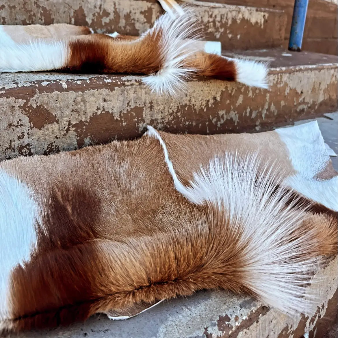 Authentic Gazelle Leather hide